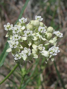 Asclepias spp.